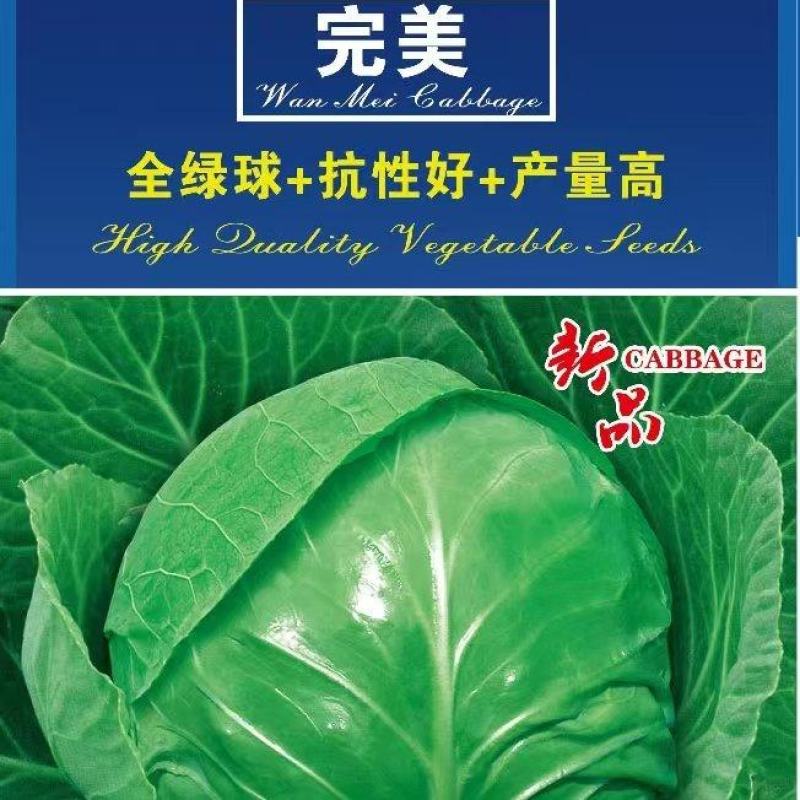 甘蓝种子**口感型圆球甘蓝叶色全绿脆甜抗性好产量高