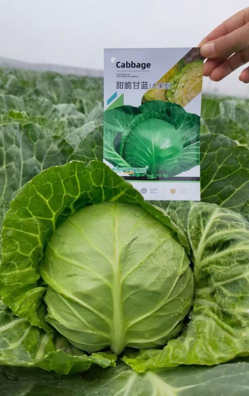 甘蓝种子**口感型圆球甘蓝叶色全绿脆甜抗性好产量高