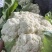 【牛】精品有机花菜，价格美丽量大从优，对接全国商超批发