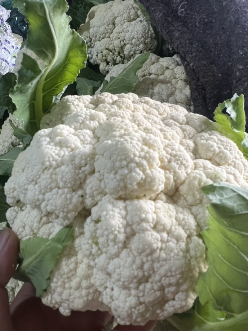 【牛】精品有机花菜，价格美丽量大从优，对接全国商超批发
