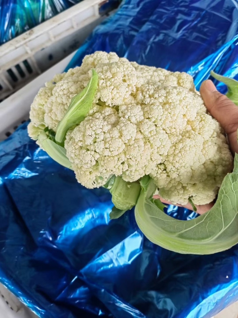 【牛】精品有机花菜，价格美丽量大从优，对接全国商超批发