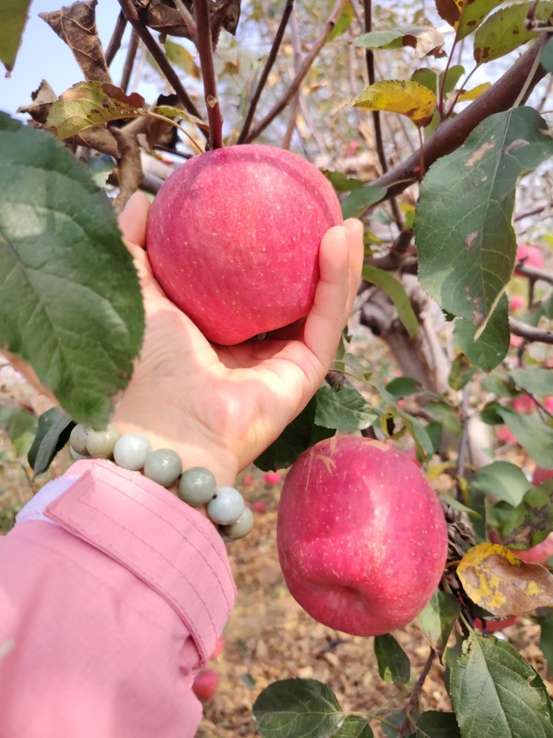 精品富士苹果，色好，价优，黄瓤口，口感一级棒，规格可定制