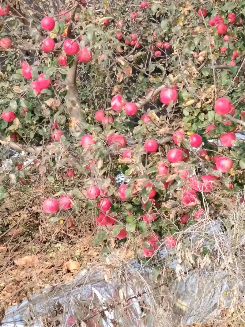 精品富士苹果，色好，价优，黄瓤口，口感一级棒，规格可定制