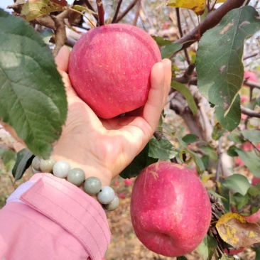 精品富士苹果，色好，价优，黄瓤口，口感一级棒，规格可定制