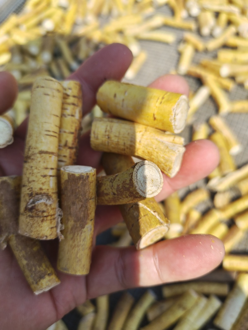 广西野生五指毛桃精选中根!小节!欢迎致电咨询