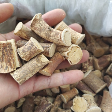 广西野生五指毛桃精选中根!小节!欢迎致电咨询