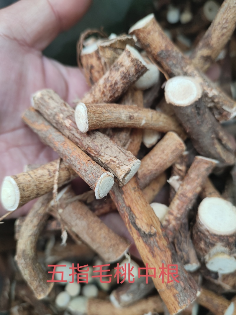 广西野生五指毛桃精选中根!小节!欢迎致电咨询