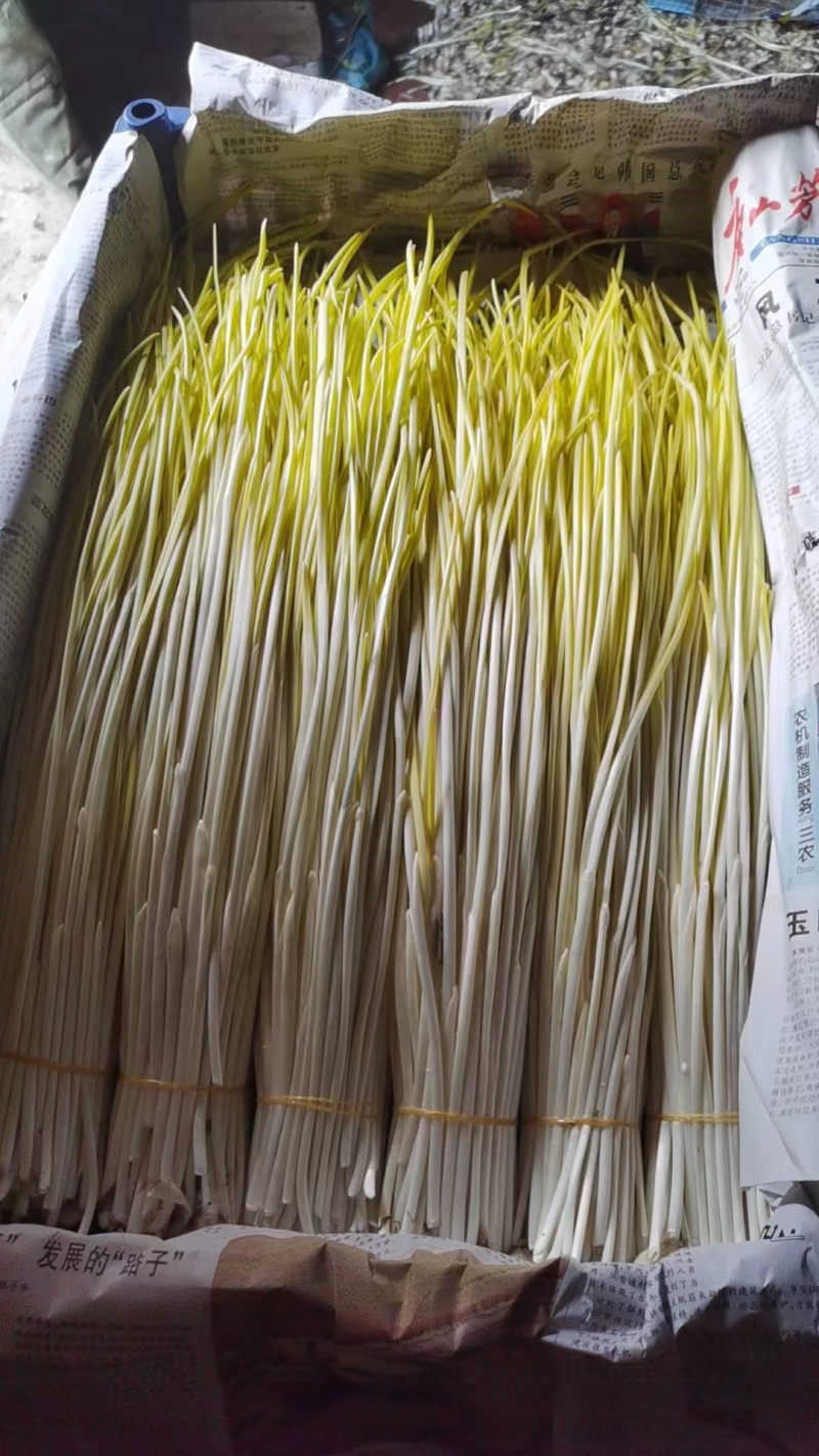 一年四季代收代发朱山蒜黄