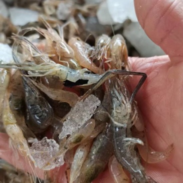 河虾
