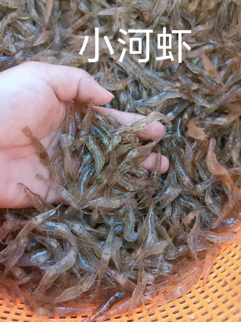河虾