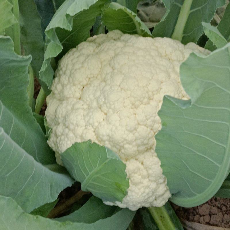 花菜