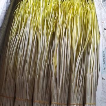 蒜黄产地诚信代办朱山蒜黄一年四季代收代发
