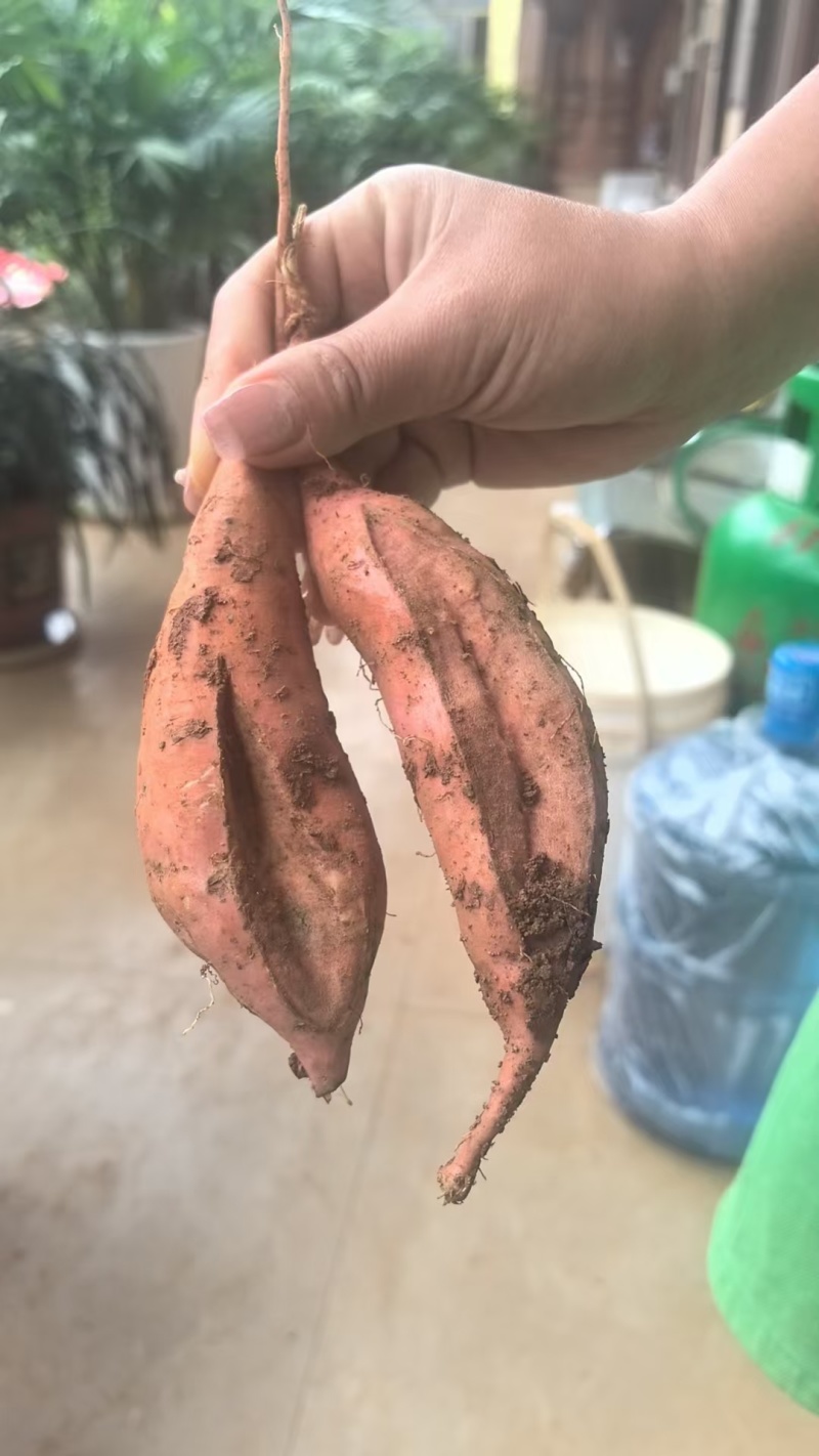 养植薯，糖份高，可以喂年，喂羊，喂鸡，喂猪，，，，
