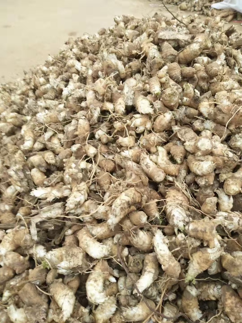 玄参芽子大量批发。芽子好得很,全国发货