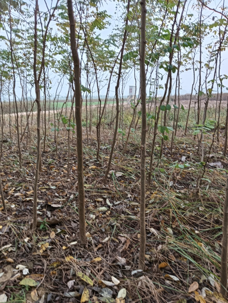 刺槐负责上车技术指导供货量大规格齐全