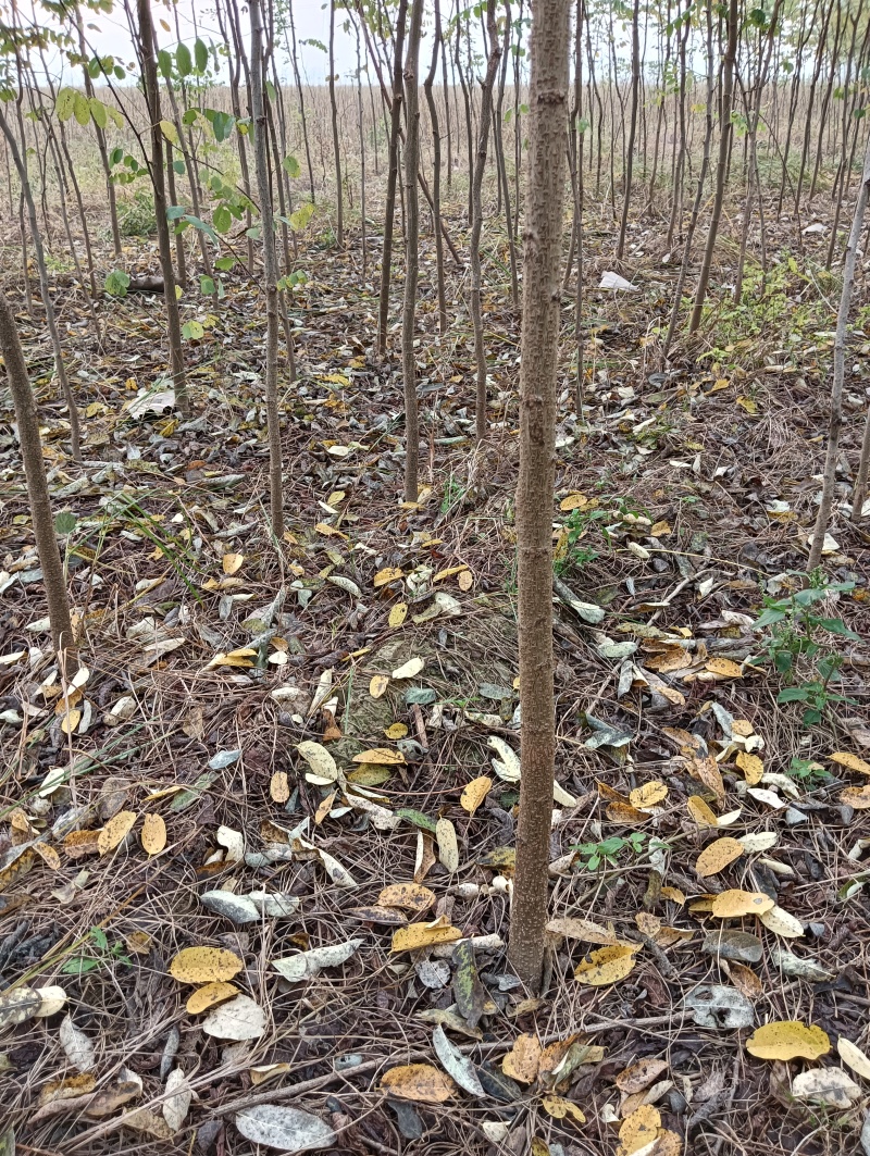 刺槐负责上车技术指导供货量大规格齐全