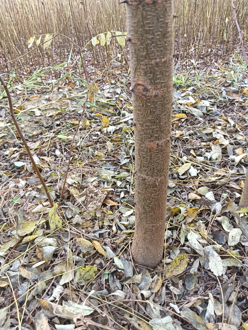 刺槐负责上车技术指导供货量大规格齐全