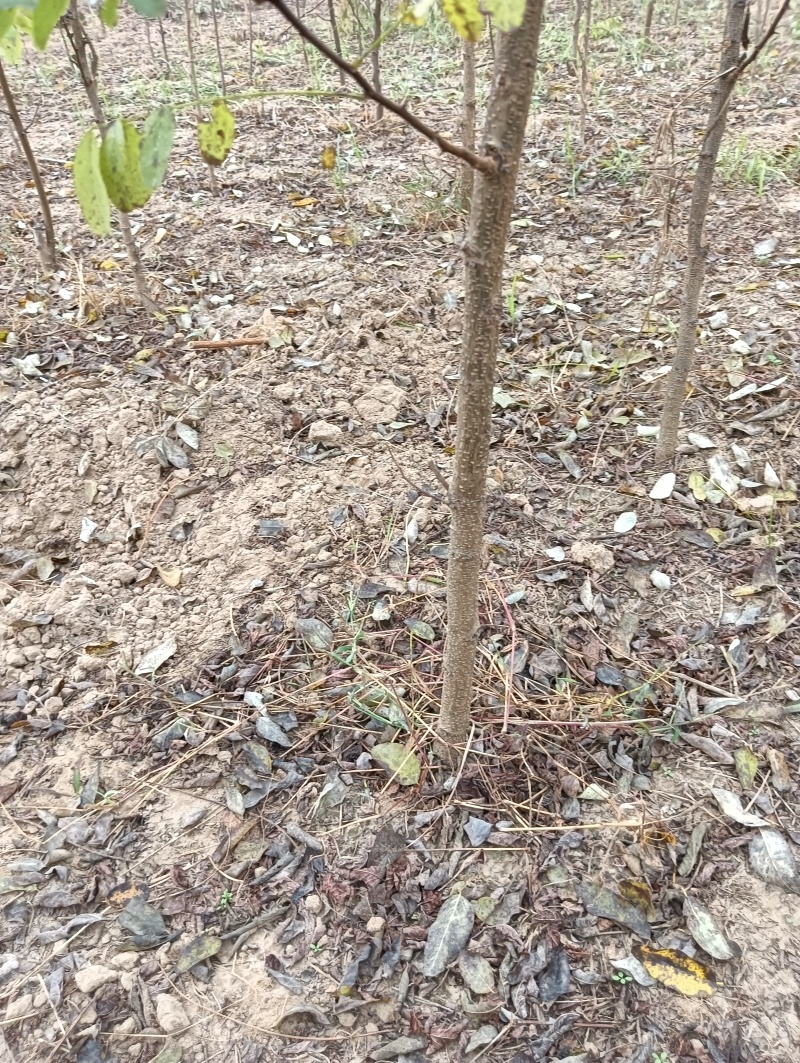 刺槐负责上车技术指导供货量大规格齐全