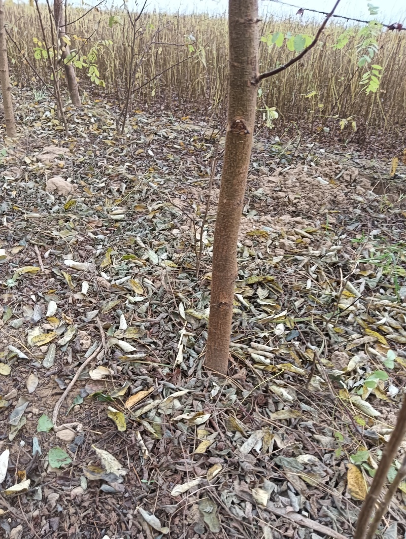 刺槐负责上车技术指导供货量大规格齐全