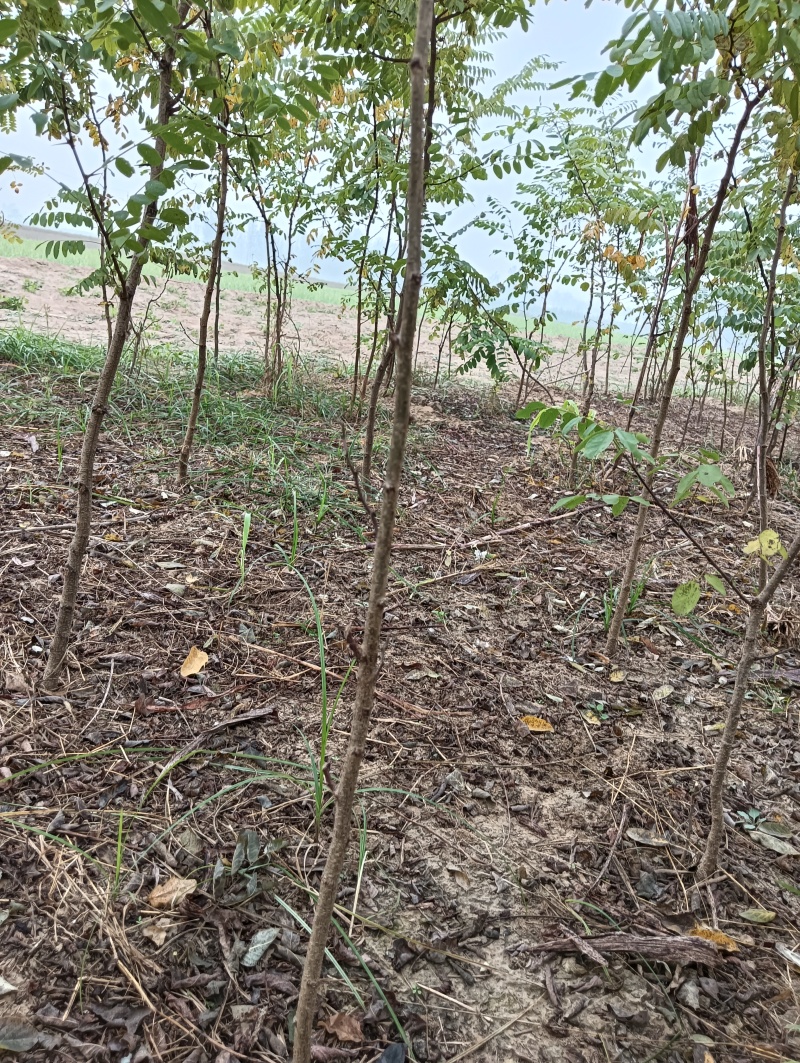 刺槐负责上车技术指导供货量大规格齐全