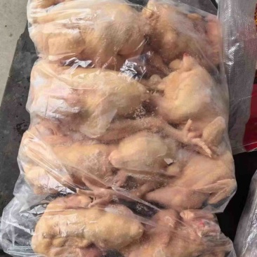 二级白条鸡