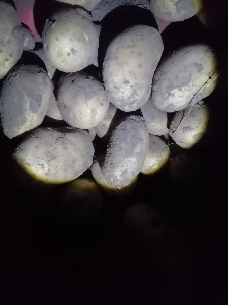 精品好货V七，226，实验一，沃土，希森，荷兰等品种