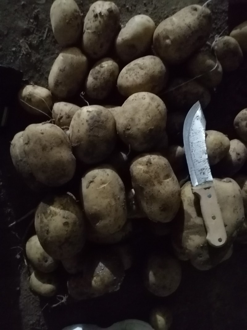 精品好货V七，226，实验一，沃土，希森，荷兰等品种