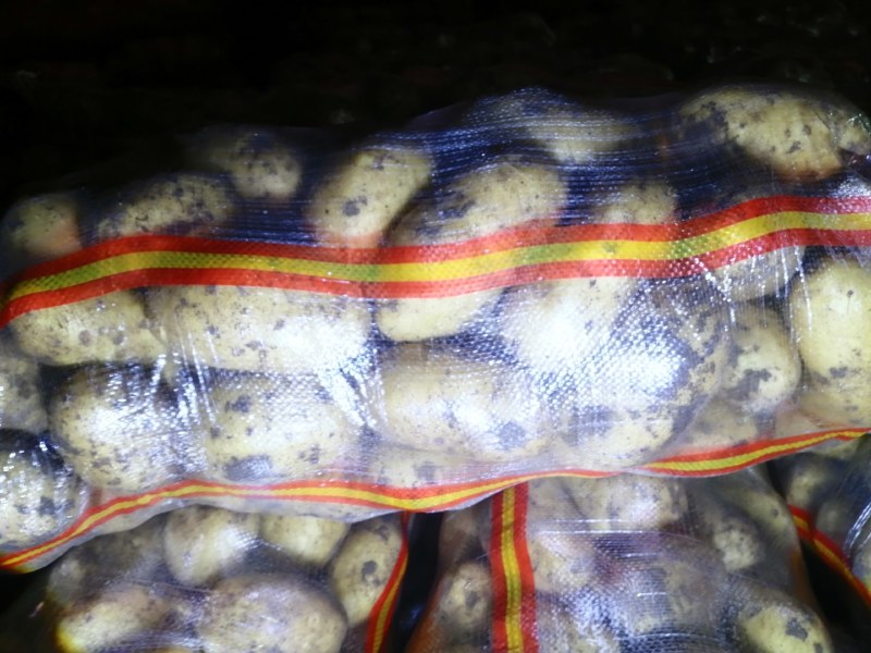 精品好货V七，226，实验一，沃土，希森，荷兰等品种