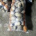 精品好货V七，226，实验一，沃土，希森，荷兰等品种