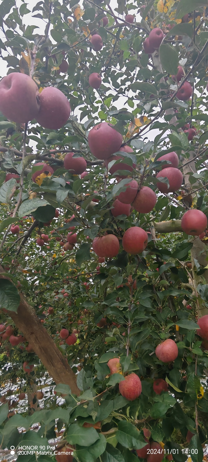 昭通糖心丑苹果