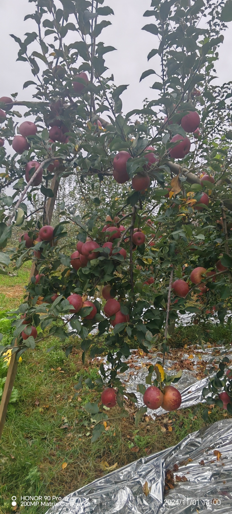昭通糖心丑苹果