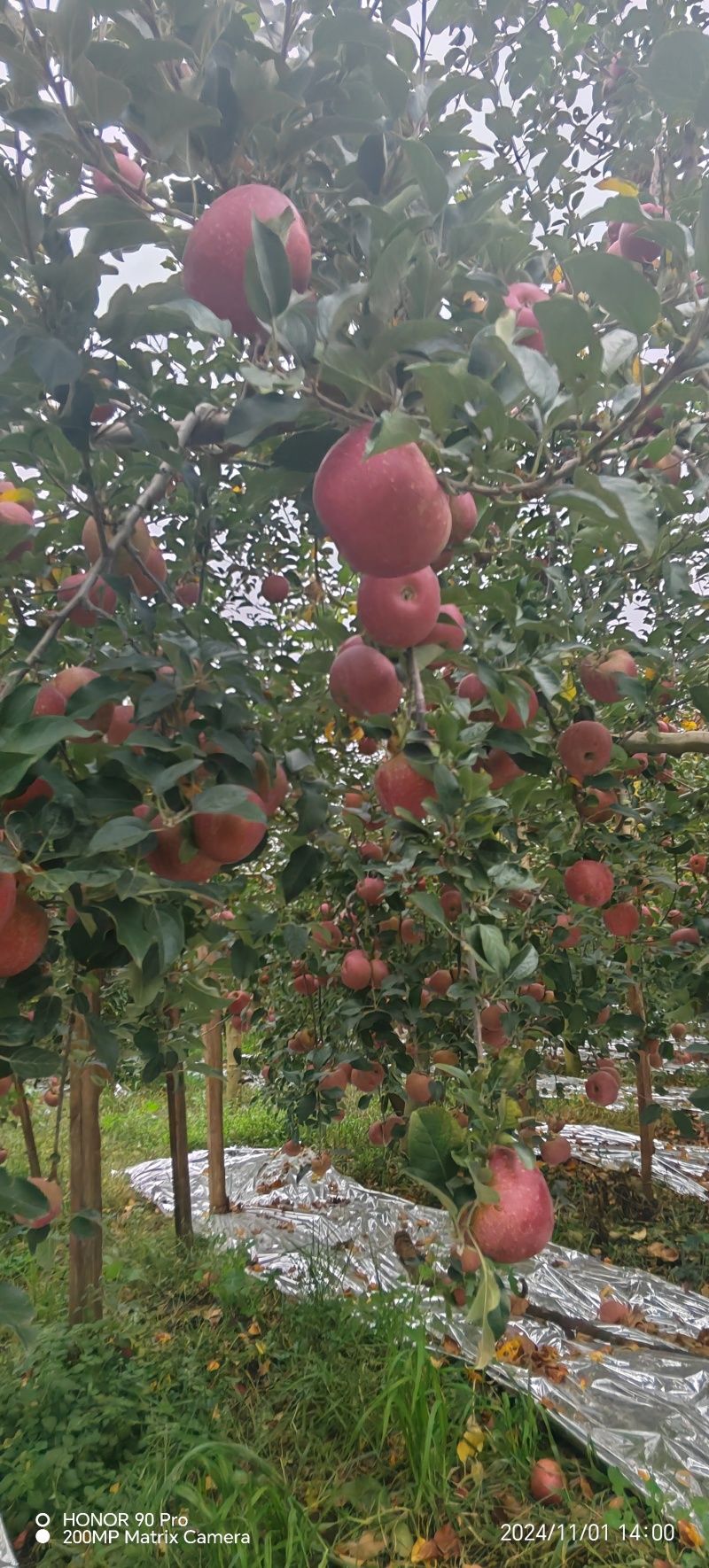 昭通糖心丑苹果