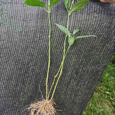 草珊瑚两年苗