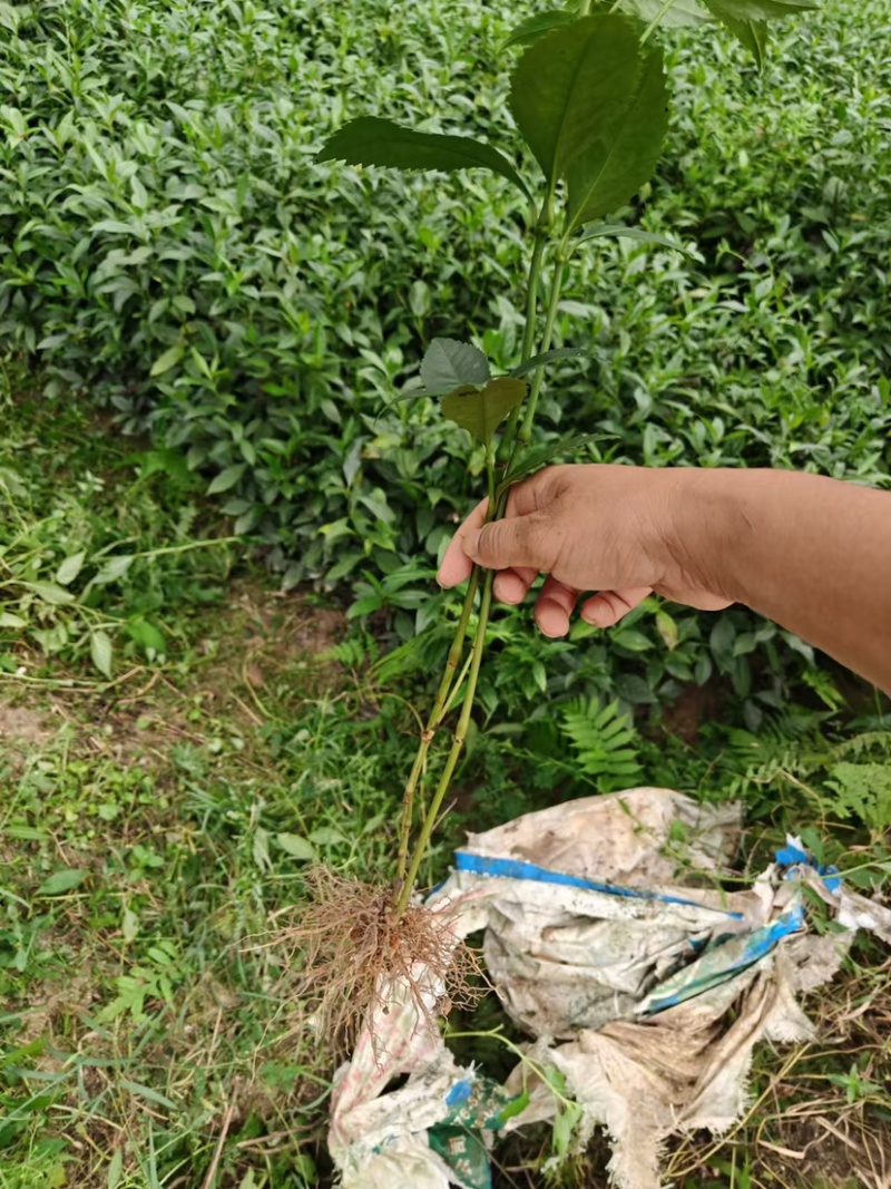 草珊瑚两年苗