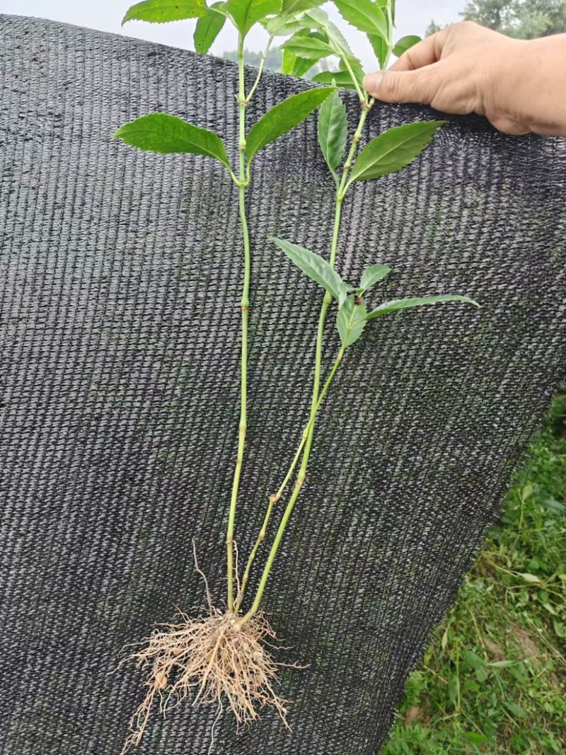 草珊瑚两年苗