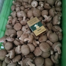 新鲜邢台香菇，当地产地直供