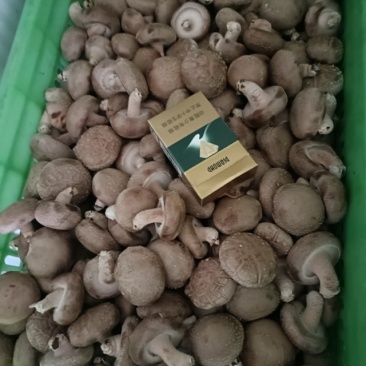 新鲜邢台香菇，当地产地直供