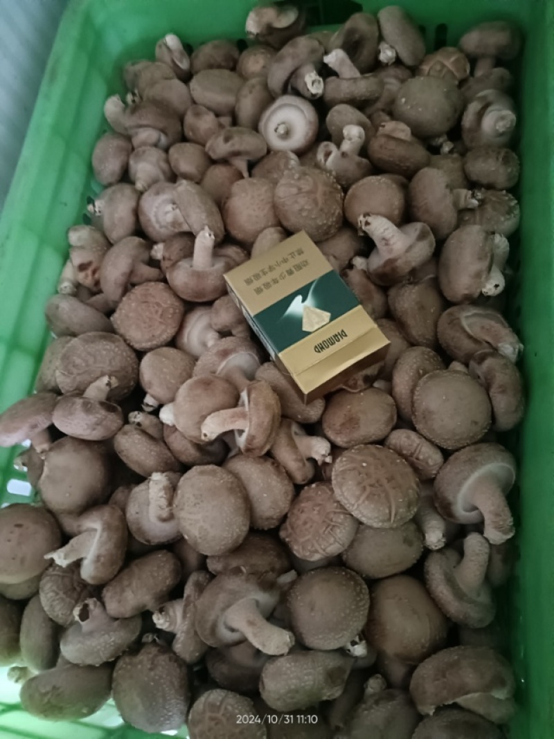 新鲜邢台香菇，当地产地直供