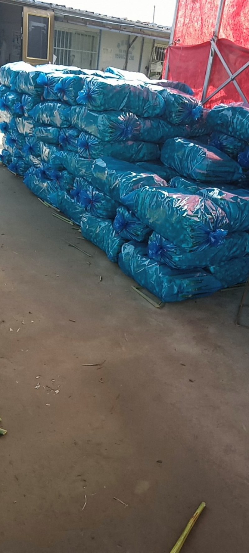 茭白冬茭大量上市，基地直供