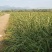 茭白冬茭大量上市，基地直供