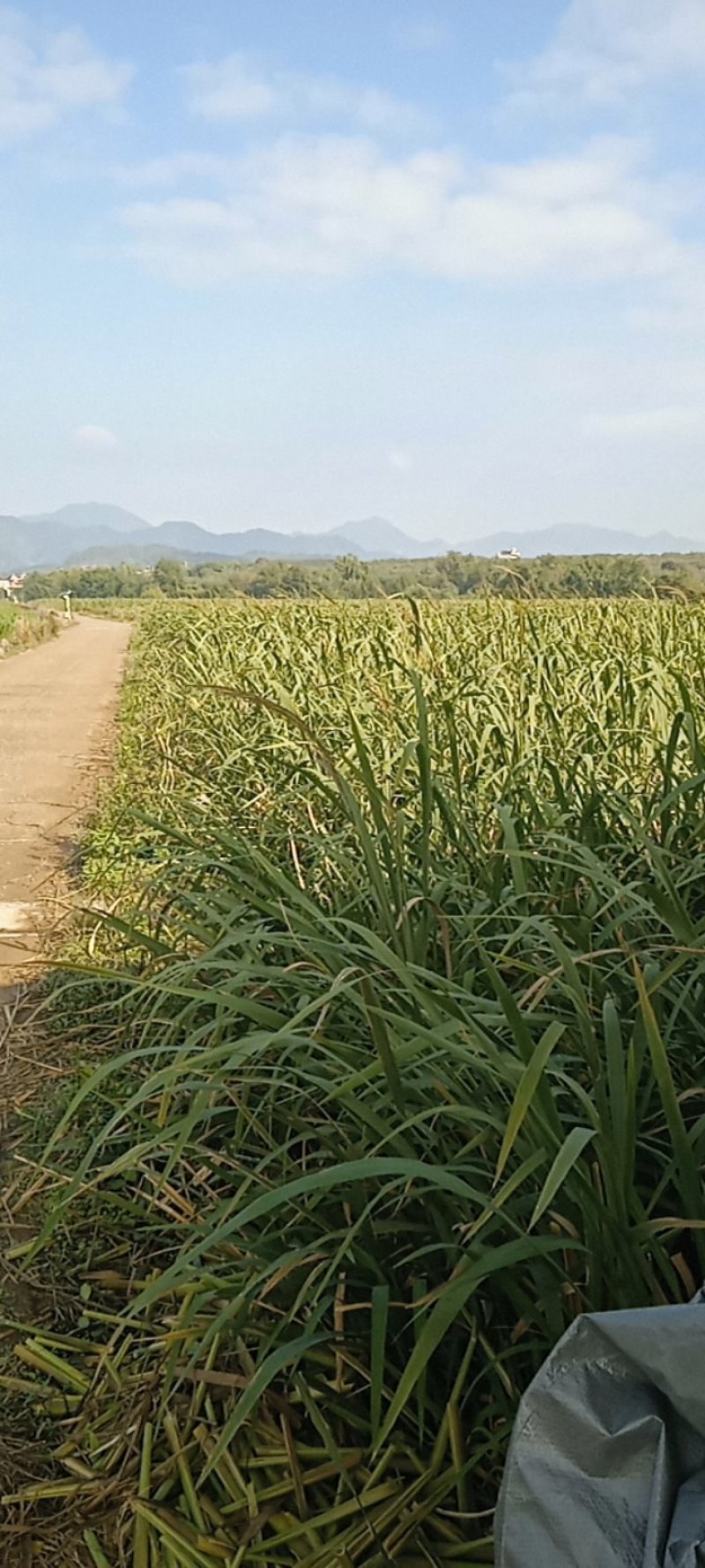 茭白冬茭大量上市，基地直供