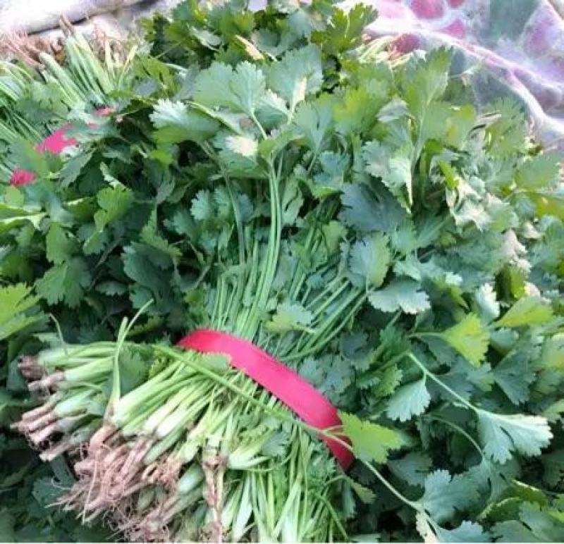 代收大、中、小叶铁杆青香菜