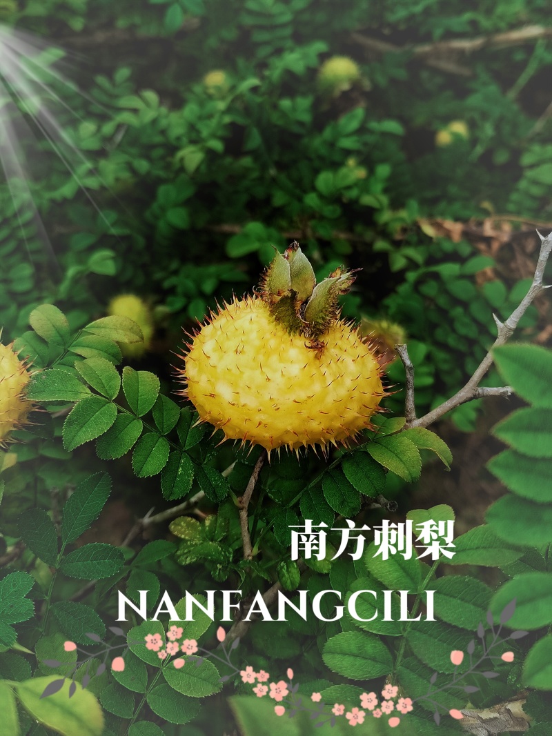 【新品】原滋原味南方刺梨之香十成熟鲜果原榨