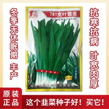 791宽叶雪韭种子抗寒抗病叶色绿厚辛辣冬季不休眠