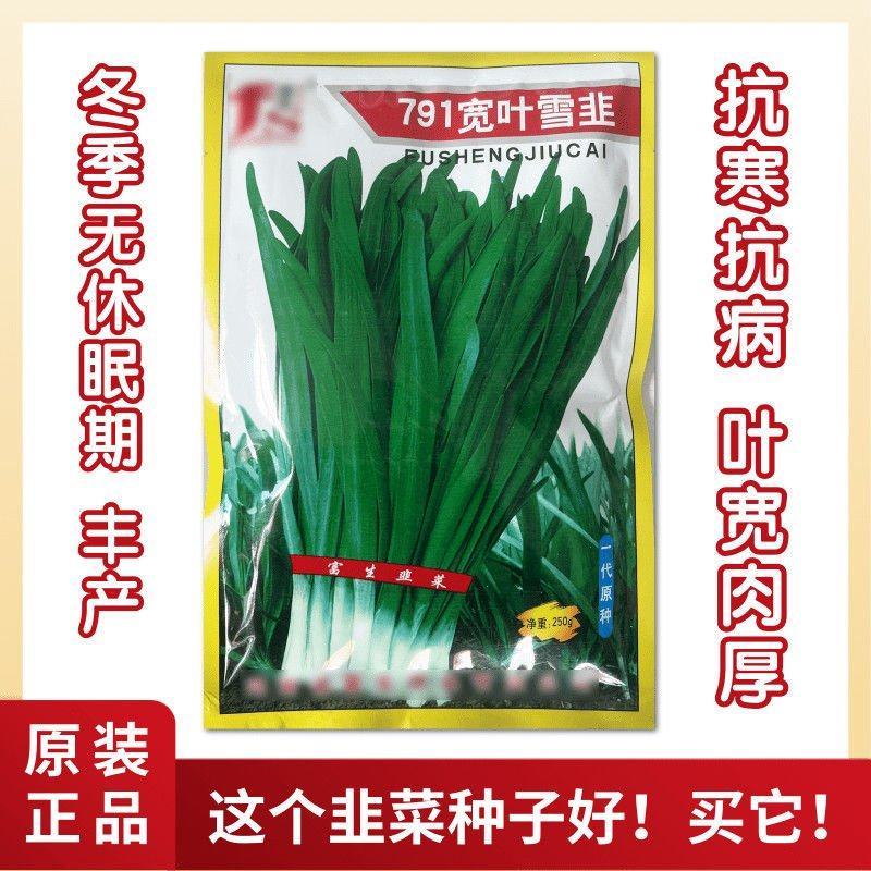 791宽叶雪韭种子抗寒抗病叶色绿厚辛辣冬季不休眠