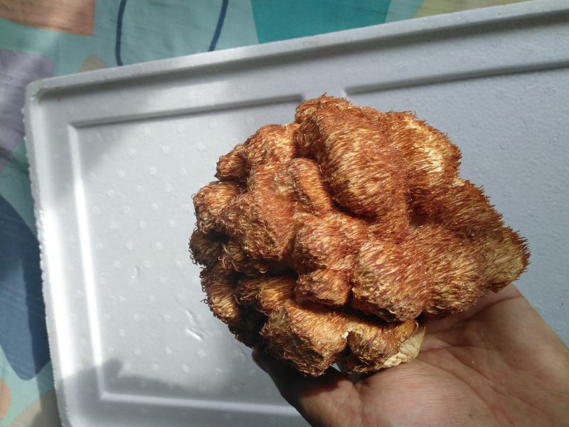 东北猴头菇批发头茬大猴头菇
