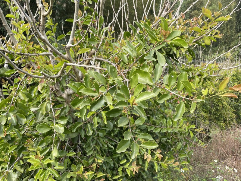 桑木寄生，寄生茶饼，一斤一饼