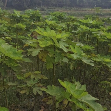 无花果苗保成活率诚信经营价格优惠欢迎视频看货