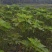 无花果苗保成活率诚信经营价格优惠欢迎视频看货