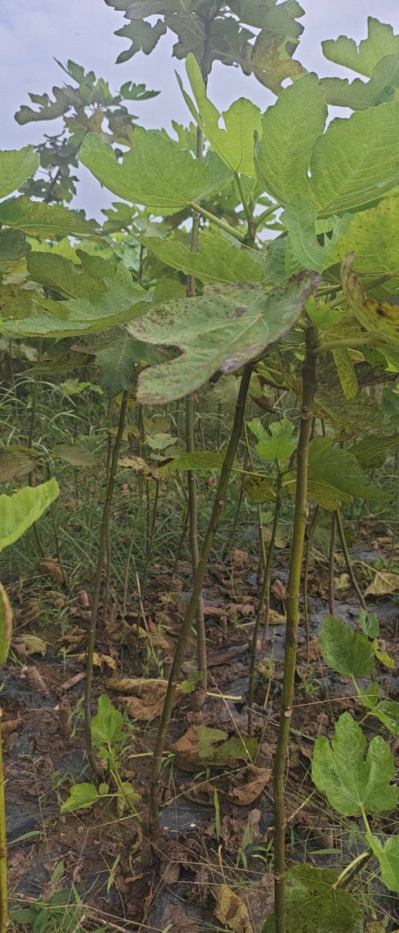 无花果苗保成活率诚信经营价格优惠欢迎视频看货